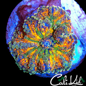 ULTIMATE RAINBOW BUBBLE YUMA