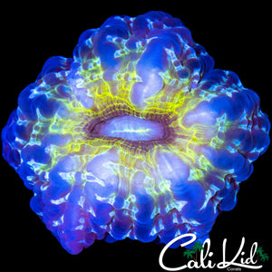 RARE 4 COLOR CYNARINA