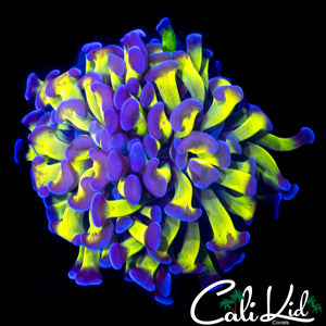 OG PURPLE/GREEN BRANCHING HAMMER