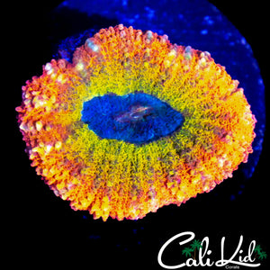 ULTIMARTE RAINBOW RIM LOBO