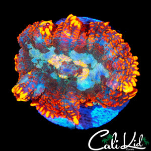 SUPER BRIGHT FLAMETHROWER RHODACTIS