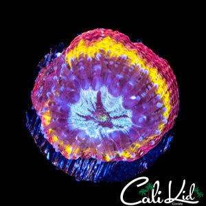 CB RAINBOW BOWERBANKI