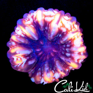 TRANSLUCENT RAINBOW CYNARINA