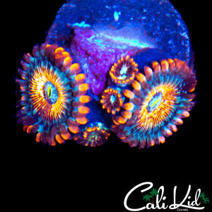 CK WHITE ZOMBIE MINI COLONY