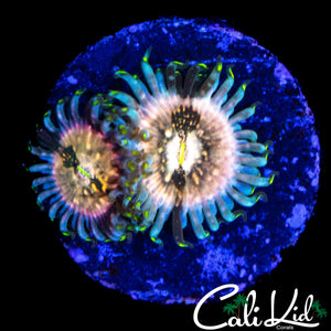 SOUR PUNCH ZOA DOUBLE