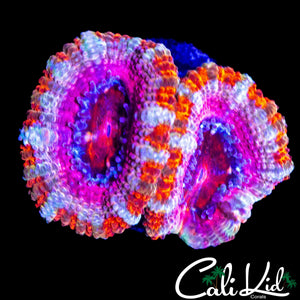 ULTRA WHITE STRIPE ACAN DOUBLE