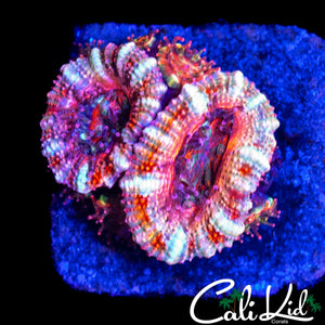 ULTRA WHITE STRIPE ACAN MINI COLONY