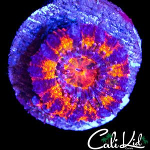 BLUE RING ACAN LORD W/ BABY