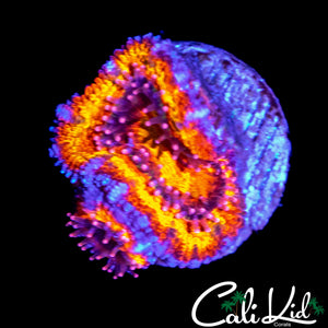 ULTIMATE RAINBOW ACAN DOUBLE