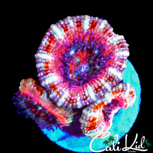 PEPPERMINT ACAN TRIPLE