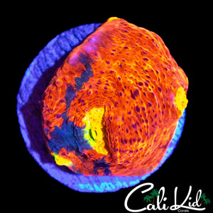 INDO RAINBOW CHALICE FRAG