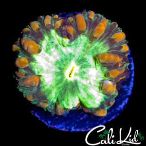 ULTRA BUBBLE BLASTO