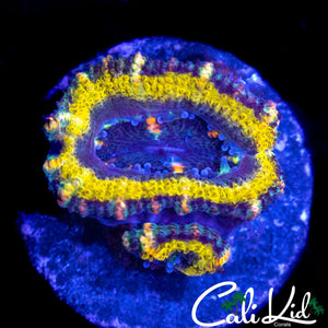 YELLOW RING ACAN DOUBLE