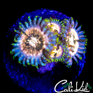 SOUR PUNCH ZOA QUAD
