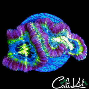 RARE RAINBOW ASIAN ACAN DOUBLE