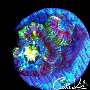 RARE RAINBOW ASIAN ACAN DOUBLE