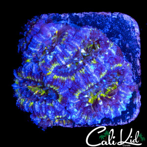 ULTRA RAINBOW ACAN CHUNK