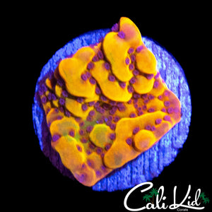 CK BUBONIC MONTI