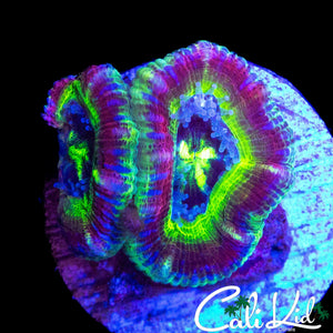 SUPER RARE ASIAN ACAN DOUBLE