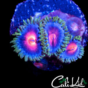 MIAMI VICE TYPE ZOA QUAD