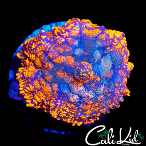 FLAMETHROWER RHODACTIS