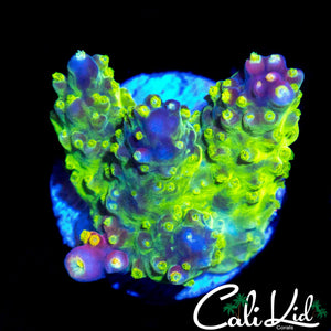 CK GOLDEN GODDESS ACRO