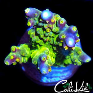 CK GOLDEN GODDESS ACRO