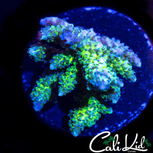 RARE TWO TONE BIRDSNEST CHUNK
