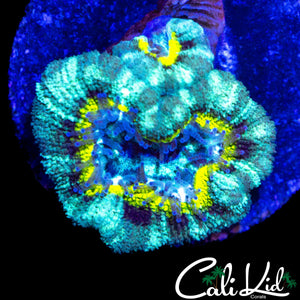 RARE ASIAN ACAN DOUBLE