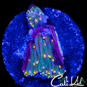 RAINBOW TENTACLE DIASERIS