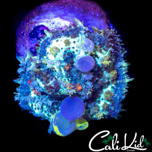 CK CIRCUS BOUNCE MUSHROOM