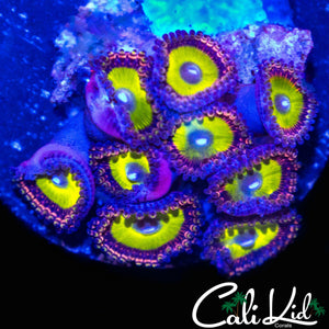 ULTRA RAINBOW PALY COLONY