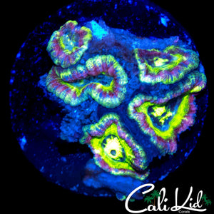 RARE RAINBOW ASIAN ACAN MINI COLONY