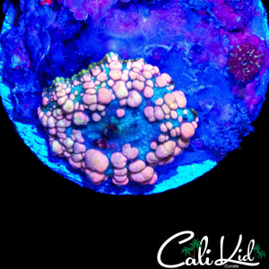 NEPTUNE BOUNCE MUSHROOM W/ BABY