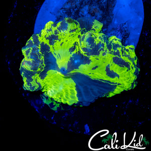 LARGE KRYPTONITE MUSHROOM
