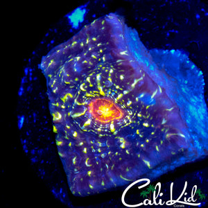 ILLUSION CHALICE FRAG