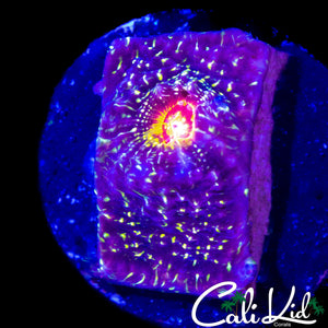 ILLUSION CHALICE FRAG