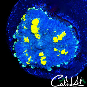 CK BLUE THUNDER BOUNCE MUSHROOM