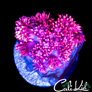 PINK PASSION GONI