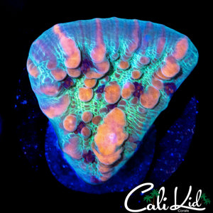 WWC COSMIC BOUNCE CHALICE CHUNK