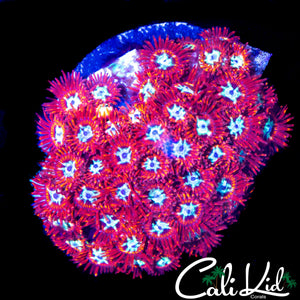 CK SPOTIFY ZOA COLONY