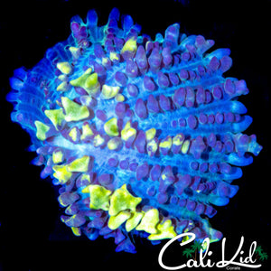 CK HERCULES BUBBLE MUSHROOM