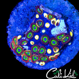 FRUIT LOOPS ZOA MINI COLONY