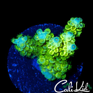 FUZZY RAINBOW TENIUS CHUNK
