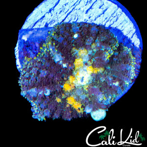 POWERBALL TYPE BOUNCE MUSHROOM