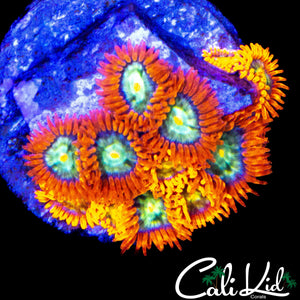 UNRELEASED ZOA MINI COLONY