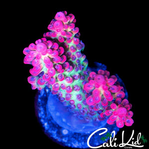CK SHORTCAKE ACRO