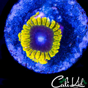 MESOPHERE ZOA QUAD