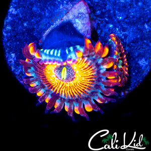 CB WHITE ZOMBIE DOUBLE