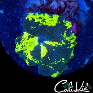 BEAUTIFUL PATTERN KRYPTONITE SHROOM